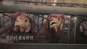 동물의 권리