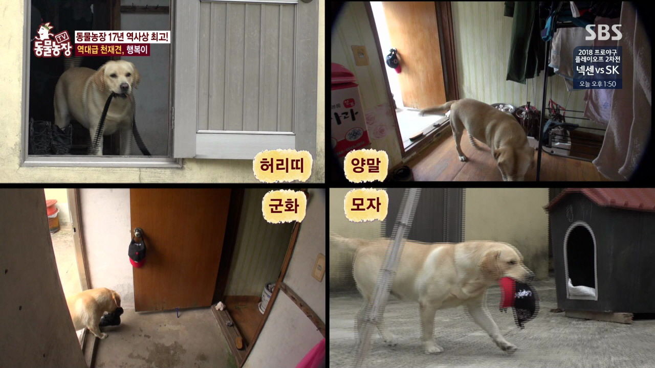 대화가 가능한 개?…동물농장 역사상 '역대급 천재견' 등장에 화제
