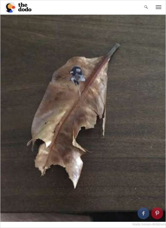나뭇잎에 새겨진 새 초상화…알고 보니 비둘기 배설물?