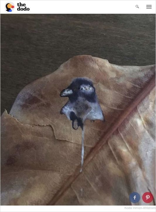 나뭇잎에 새겨진 새 초상화…알고 보니 비둘기 배설물?