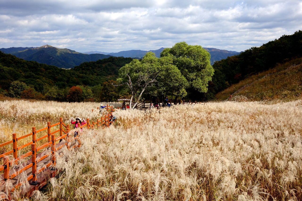 명성산에는 억새가 지천이었다.