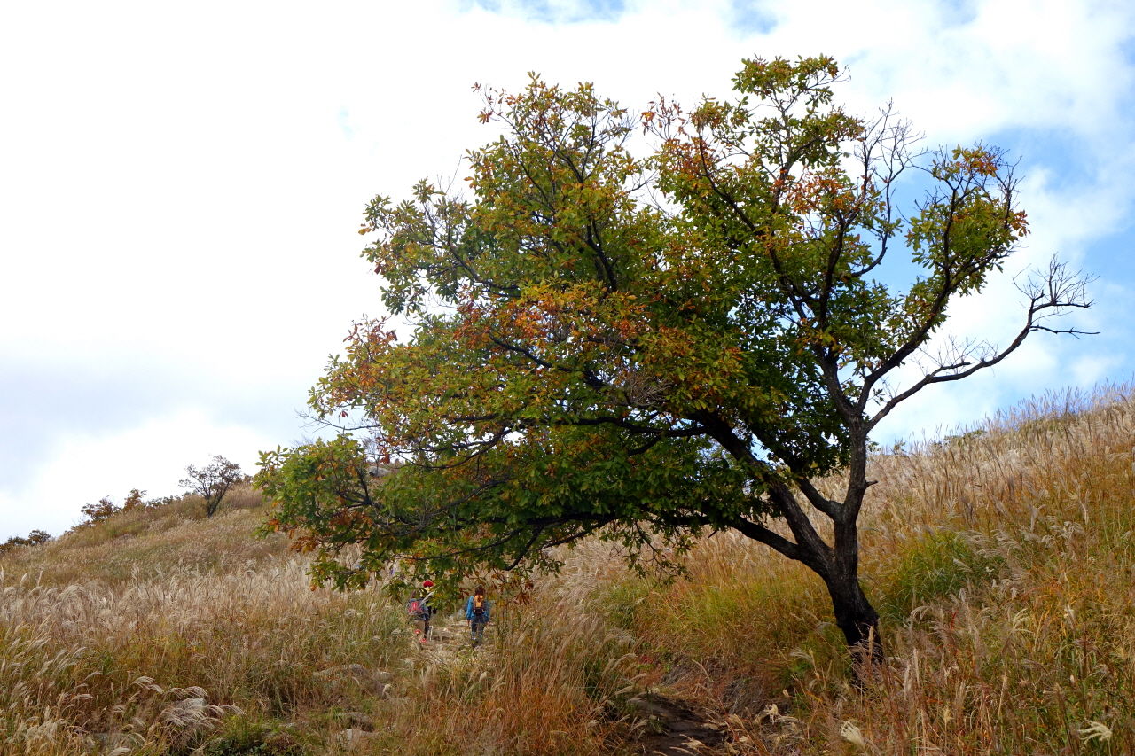 억새는 하늘거린다는 표현에 걸맞게 여리고 부드럽다. 하얗게 부서지는 빛살을 담은 이삭을 기억한다면, 그게 억새다.