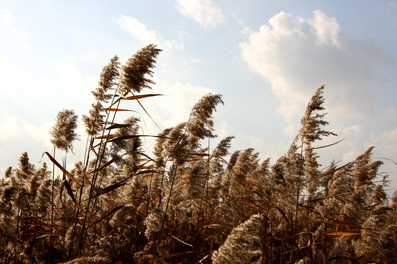 갈대는 키가 크고 거칠고, 또 억세다.