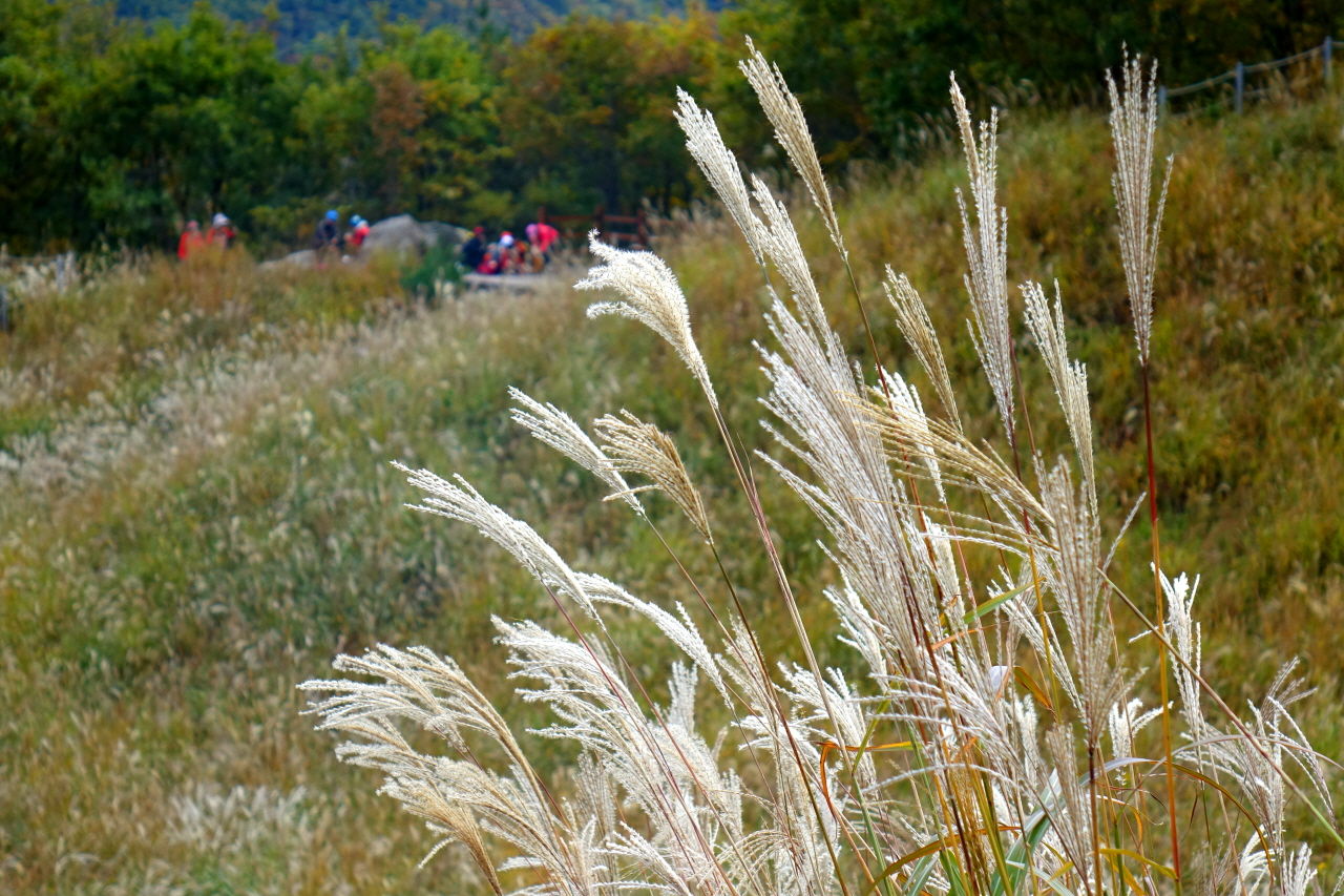 억새들의 하얀 이삭들은 그들의 씨앗주머니다.