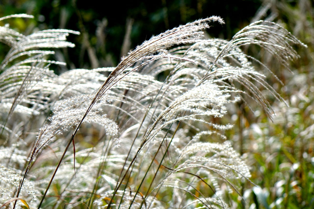 바람을 타고 넘는 그의 품새는 유연했고, 또 부드럽다.