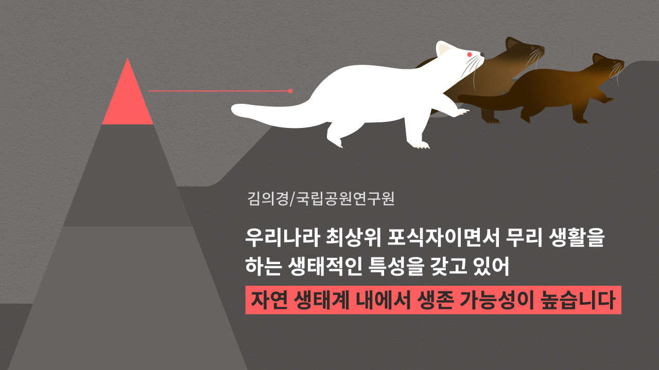 [라이프/4일 9시] 설악산에서 발견된 '흰색 담비'…10만 분의 1 확률, 백색증 '알비노'가 뭐기에?