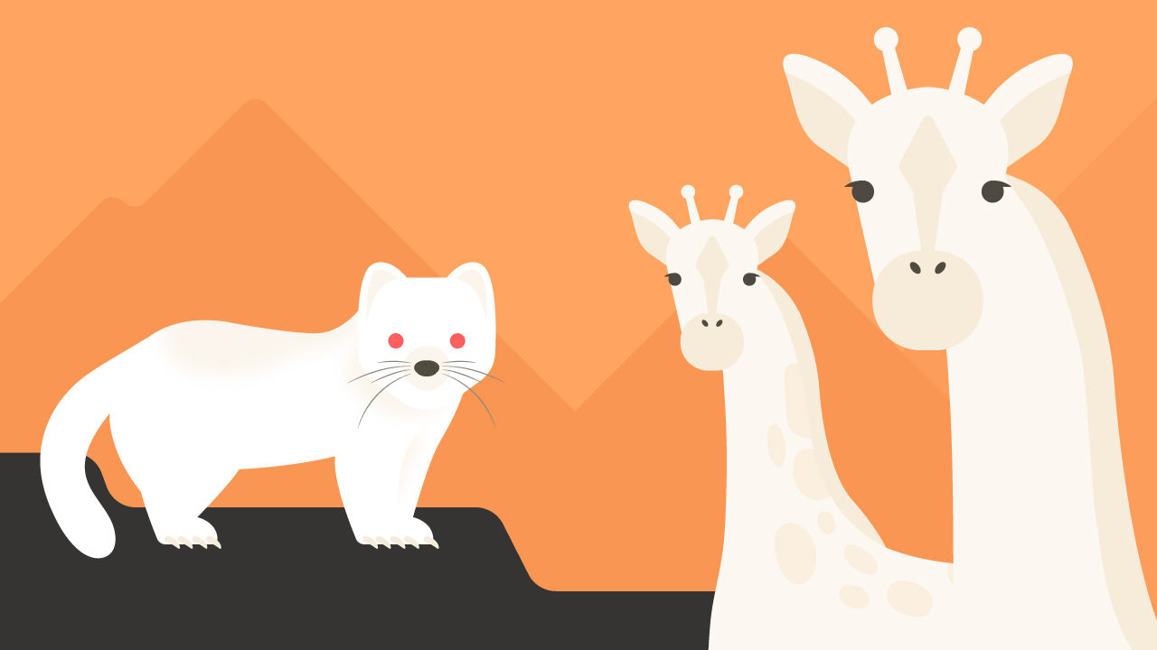 [라이프/4일 9시] 설악산에서 발견된 '흰색 담비'…10만 분의 1 확률, 백색증 '알비노'가 뭐기에?