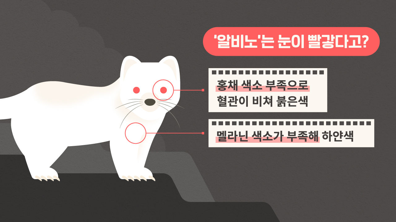 [라이프/4일 9시] 설악산에서 발견된 '흰색 담비'…10만 분의 1 확률, 백색증 '알비노'가 뭐기에?