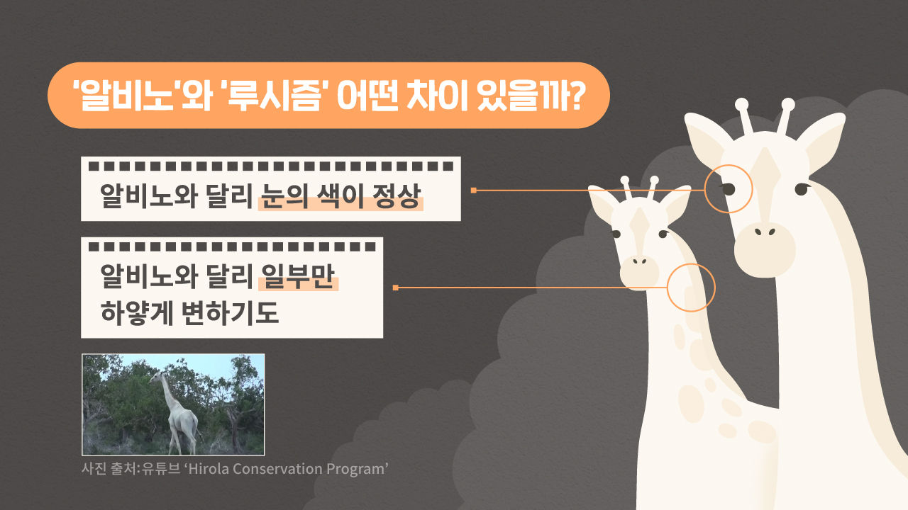 [라이프/4일 9시] 설악산에서 발견된 '흰색 담비'…10만 분의 1 확률, 백색증 '알비노'가 뭐기에?