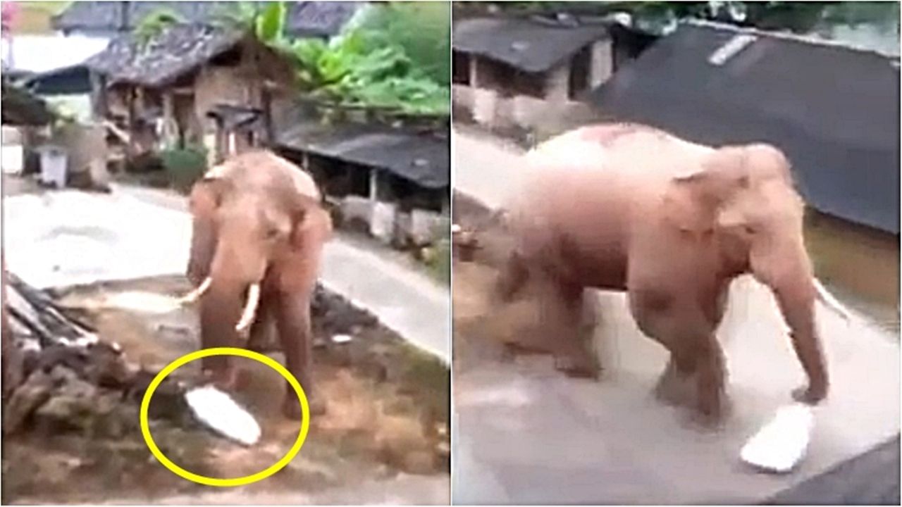 마을로 내려와 주민들 쌀 훔쳐 가는 코끼리