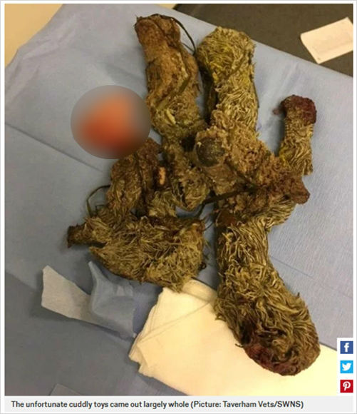 소화불량인 줄 알았던 강아지…밝혀진 황당한 사실