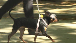 서울서 지난해 '반려견 목줄 착용 위반' 과태료 부과 16건뿐