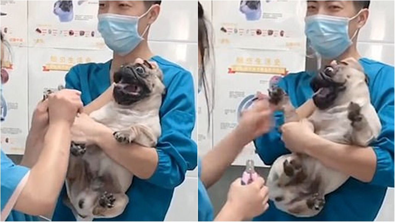 발톱 깎기 무서워 소리 지르는 강아지
