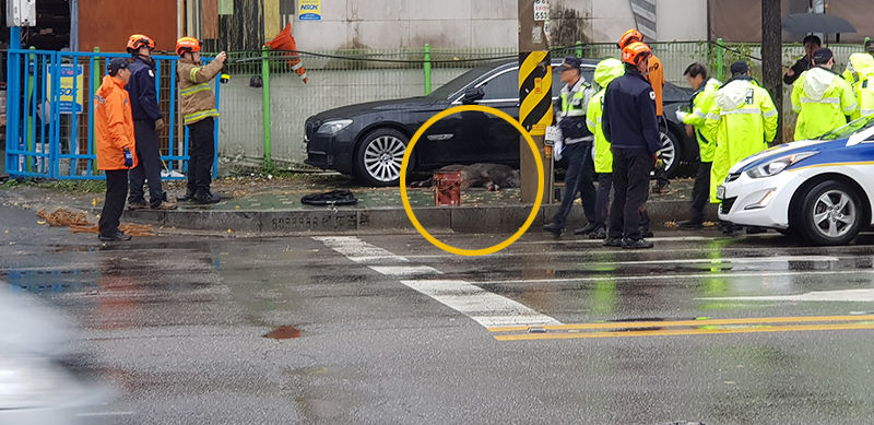 인천 멧돼지