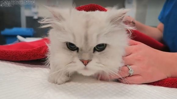 장식용 반짝이 1.6m 삼킨 고양이