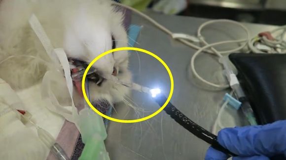 장식용 반짝이 1.6m 삼킨 고양이