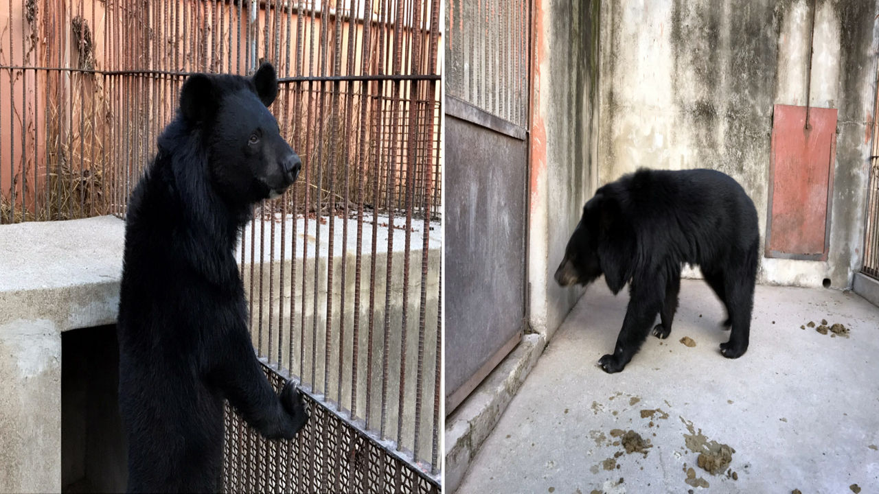 [취재파일] 철창 속 사육 곰도 곰이다