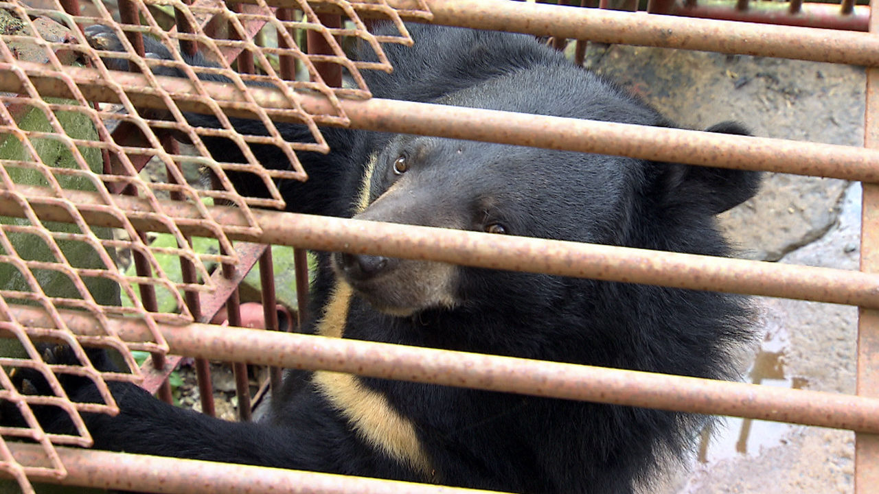 [취재파일] 철창 속 사육 곰도 곰이다