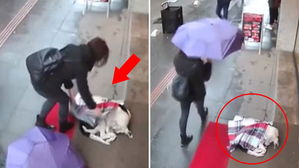 추위에 떠는 유기견에게 목도리 덮어준 여성&hellip;감동 영상