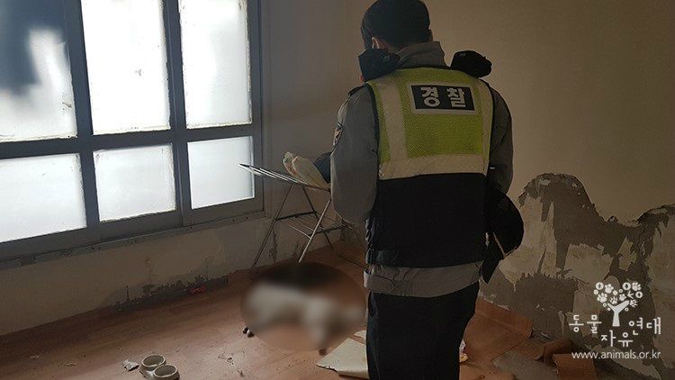 빈집에 방치된 개, 배고픔에 가구 뜯어먹으며 버티다 결국 하늘로