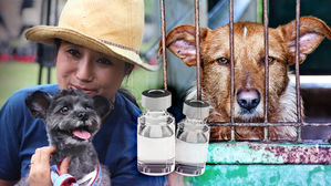 박소연 "케어는 노 킬(No-kill)"…동물보호에 가려진 그늘