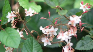 산호수 (사진=농촌진흥청 제공)