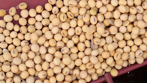 중국, 미중 정상회담 앞두고 미국산 대두 구매…회담 청신호?