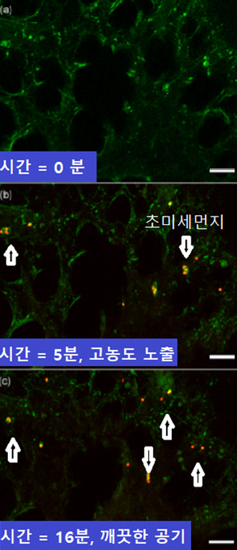 허파꽈리에 쌓인 초미세먼지의 시간별 변화 (자료: Li et al., 2019)