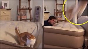장난으로 고양이 날려버린 주인 뭇매