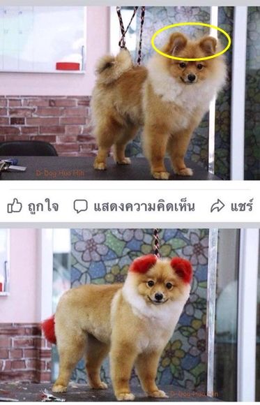 염색했다가 한쪽 귀 잃은 반려견