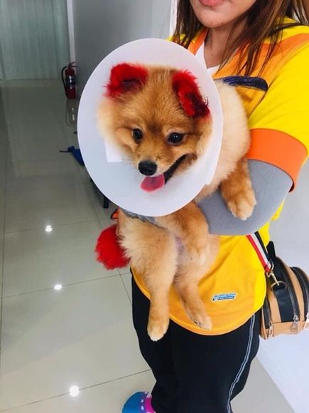 염색했다가 한쪽 귀 잃은 반려견
