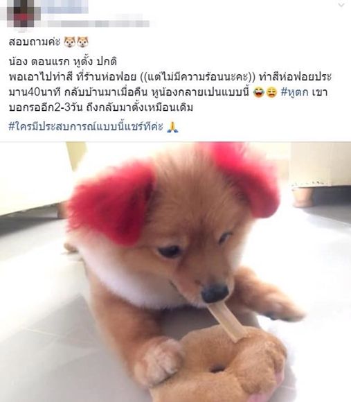 염색했다가 한쪽 귀 잃은 반려견
