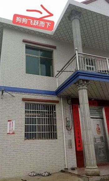 한 대형 반려견이 60대 주인 목 부러뜨린 이유
