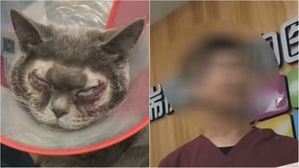 '무쌍꺼풀' 안 예쁘다고 고양이 성형 수술시킨 주인