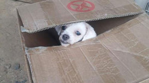 유기견 입양시 1년간 보험 지원&hellip;재건축 땐 '길냥이' 구조 의무화