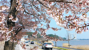 [취재파일] 주말 봄나들이…요란한 봄비와 꽃샘추위, 강한 바람 조심