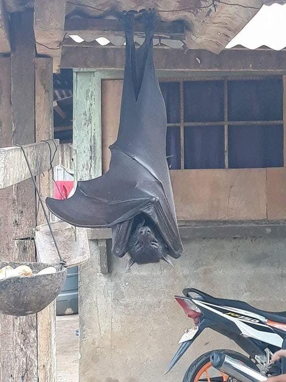 커뮤니티서 화제 된 사람 몸집만 한 '황금볏과일박쥐'…그 정체는