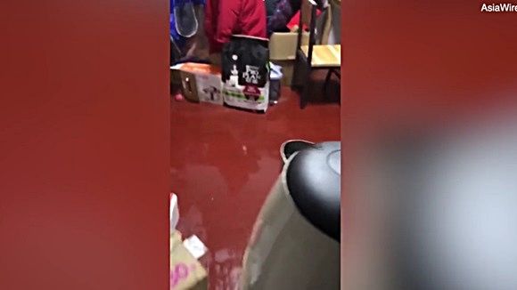 배변 실수한 새끼 시바견에 '전기 포트' 속 뜨거운 물 부어버린 주인