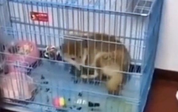 배변 실수한 새끼 시바견에 '전기 포트' 속 뜨거운 물 부어버린 주인
