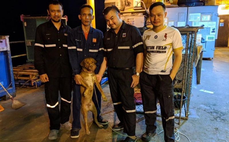 망망대해' 표류하던 강아지 (사진=WATCHDOG THAILAND 페이스북)