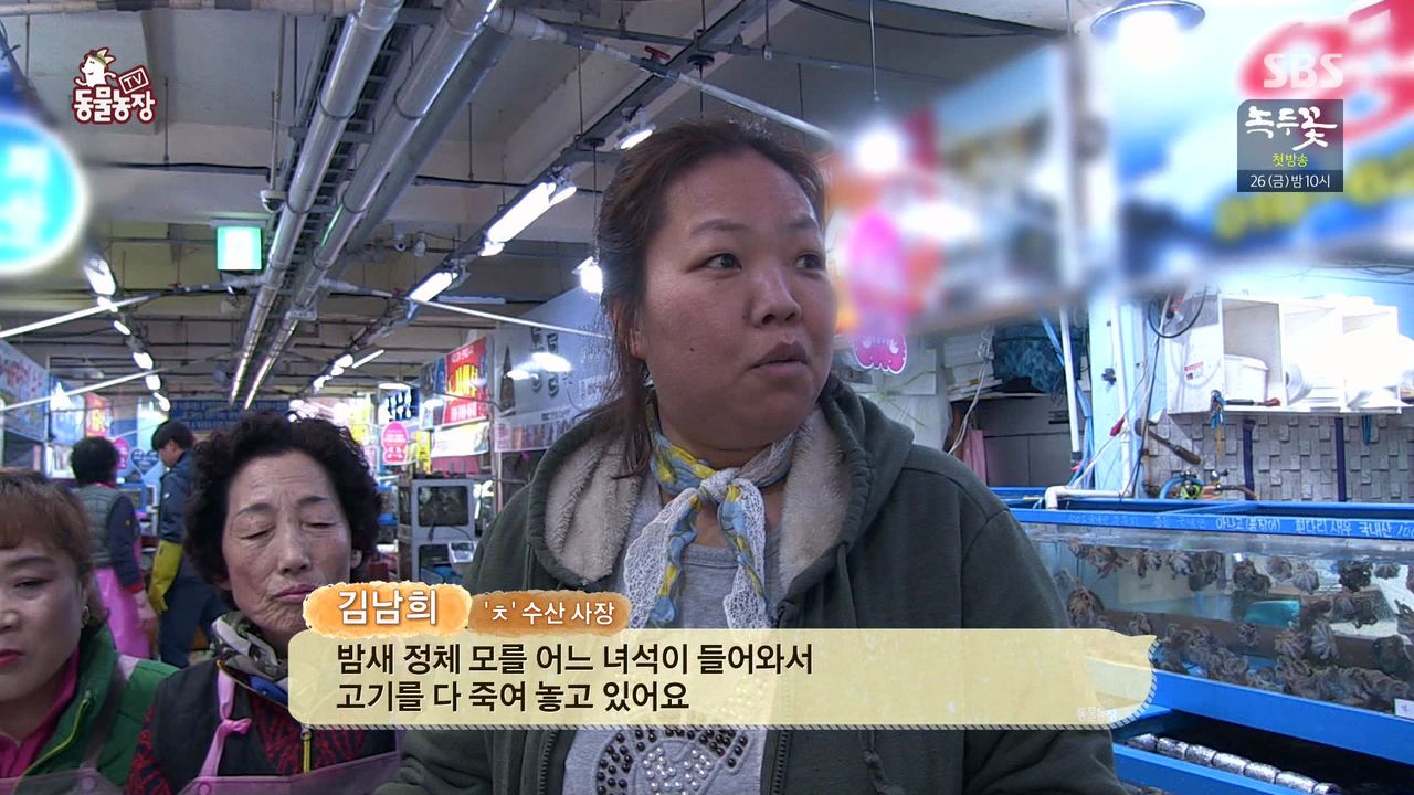 밤마다 수산시장서 비싼 횟감만 훔쳐 달아나는 범인의 놀라운 정체