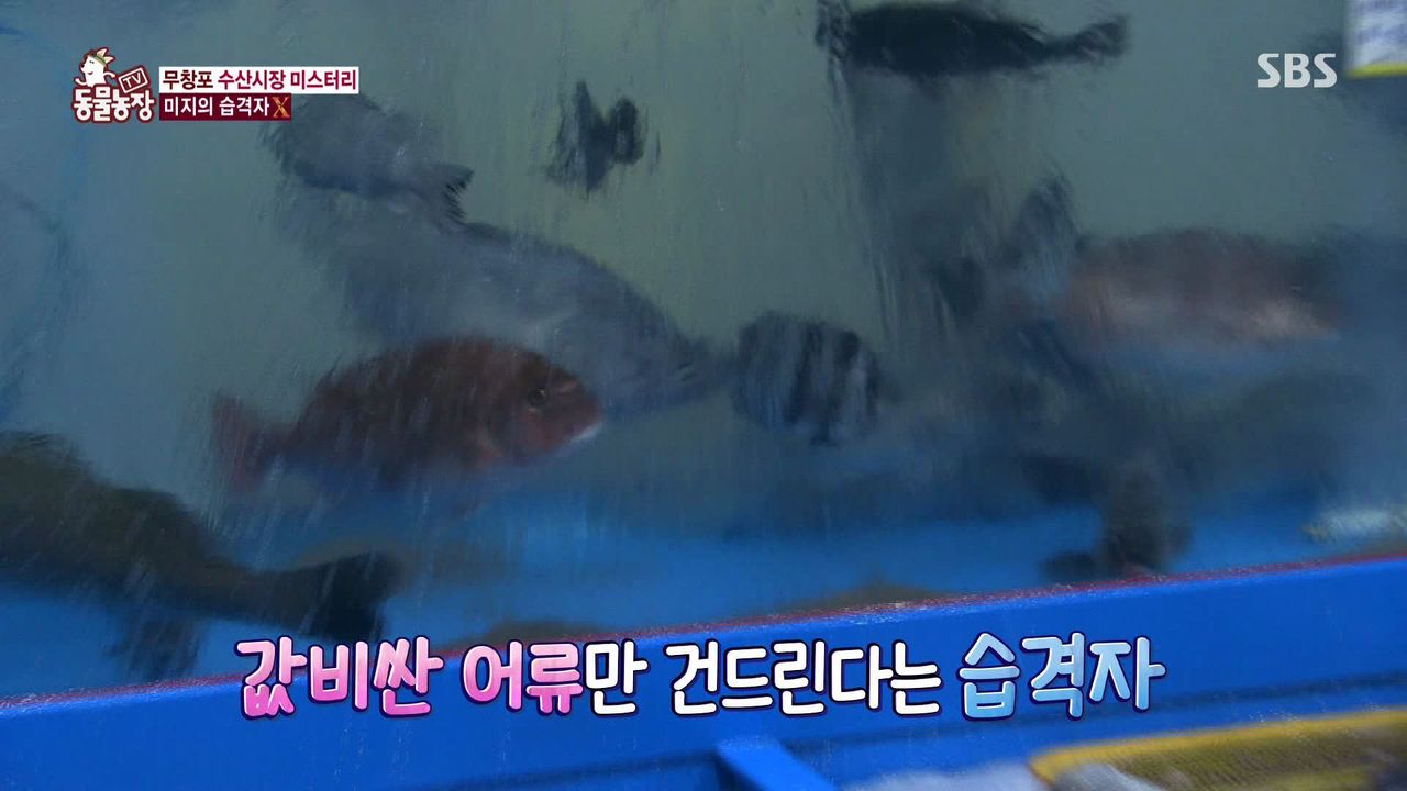 밤마다 수산시장서 비싼 횟감만 훔쳐 달아나는 범인의 놀라운 정체