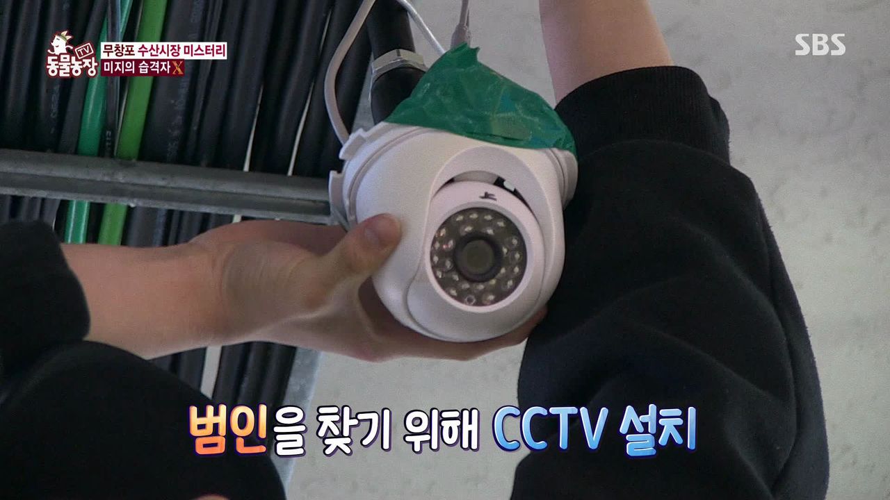 밤마다 수산시장서 비싼 횟감만 훔쳐 달아나는 범인의 놀라운 정체