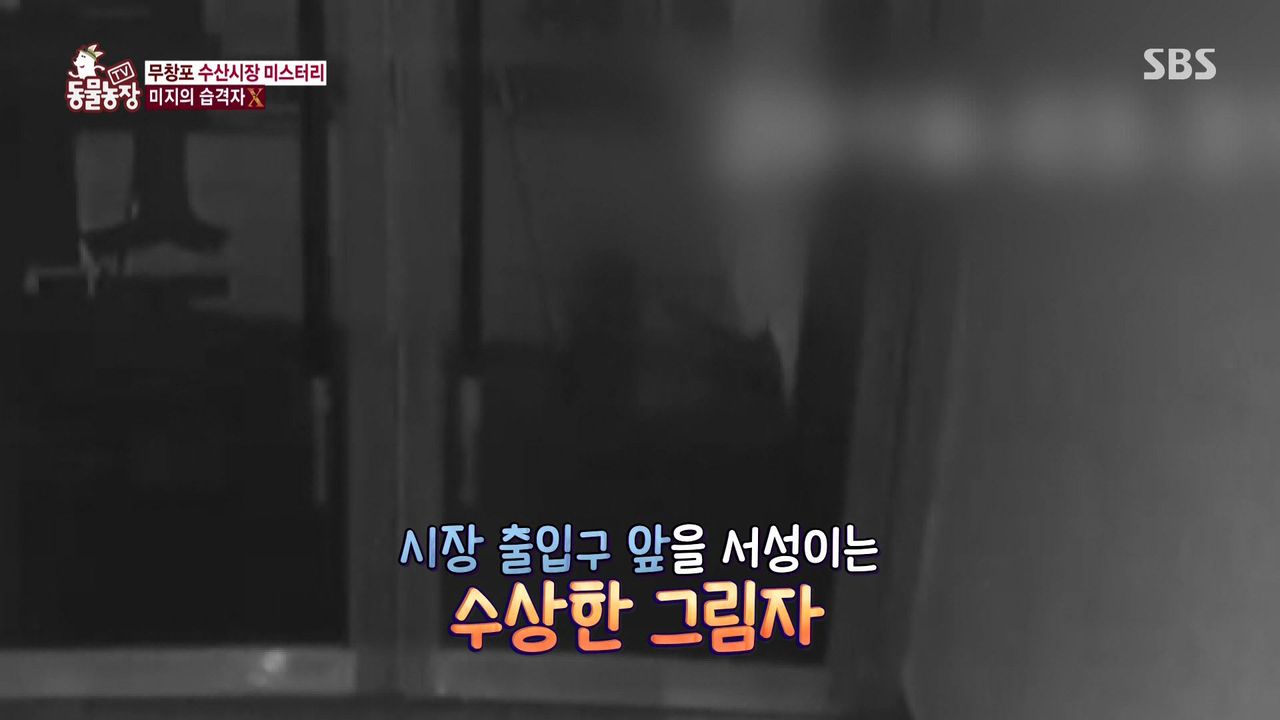 밤마다 수산시장서 비싼 횟감만 훔쳐 달아나는 범인의 놀라운 정체