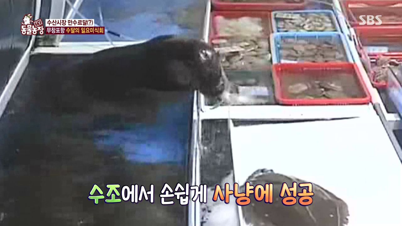 밤마다 수산시장서 비싼 횟감만 훔쳐 달아나는 범인의 놀라운 정체