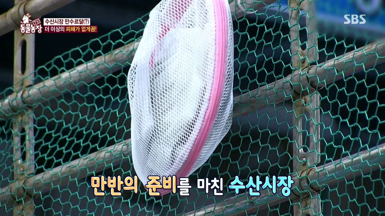 밤마다 수산시장서 비싼 횟감만 훔쳐 달아나는 범인의 놀라운 정체
