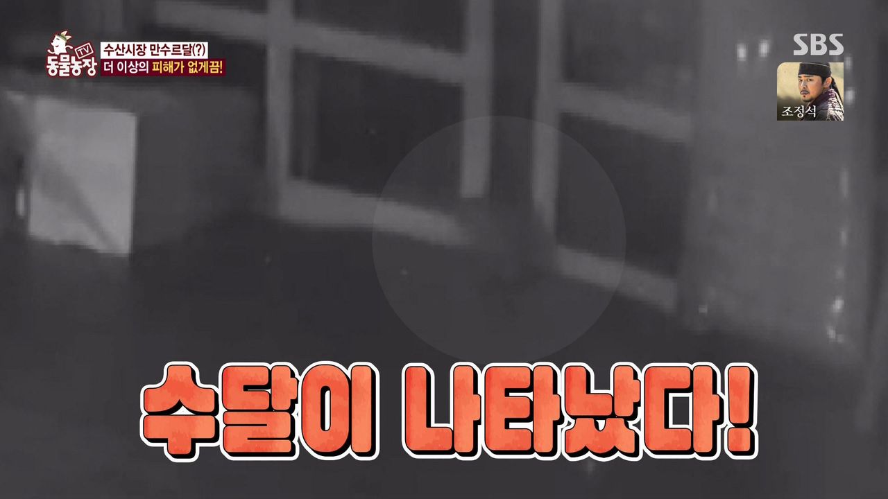밤마다 수산시장서 비싼 횟감만 훔쳐 달아나는 범인의 놀라운 정체