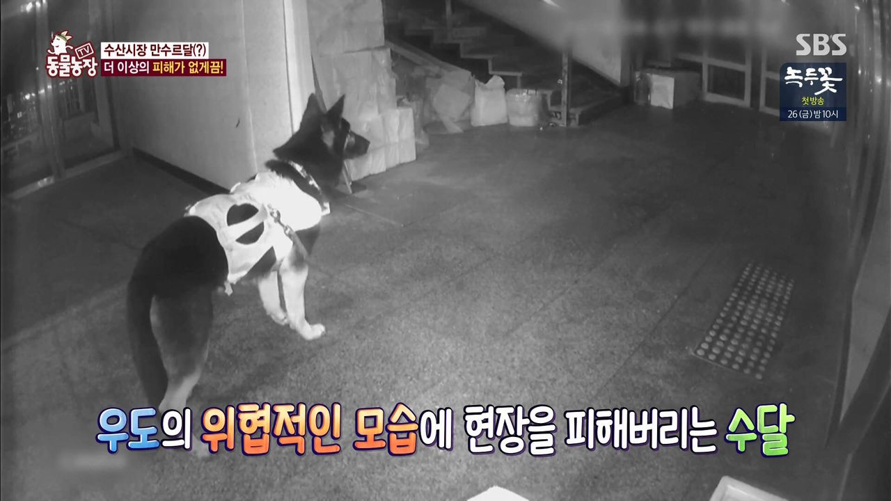 밤마다 수산시장서 비싼 횟감만 훔쳐 달아나는 범인의 놀라운 정체