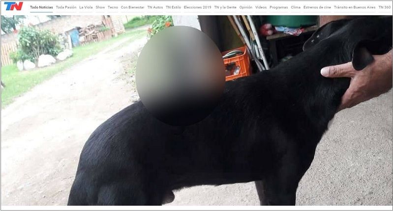 산책 갔다 등에 칼이 꽂혀 돌아온 강아지 (사진=토도 노티시아스 캡처)