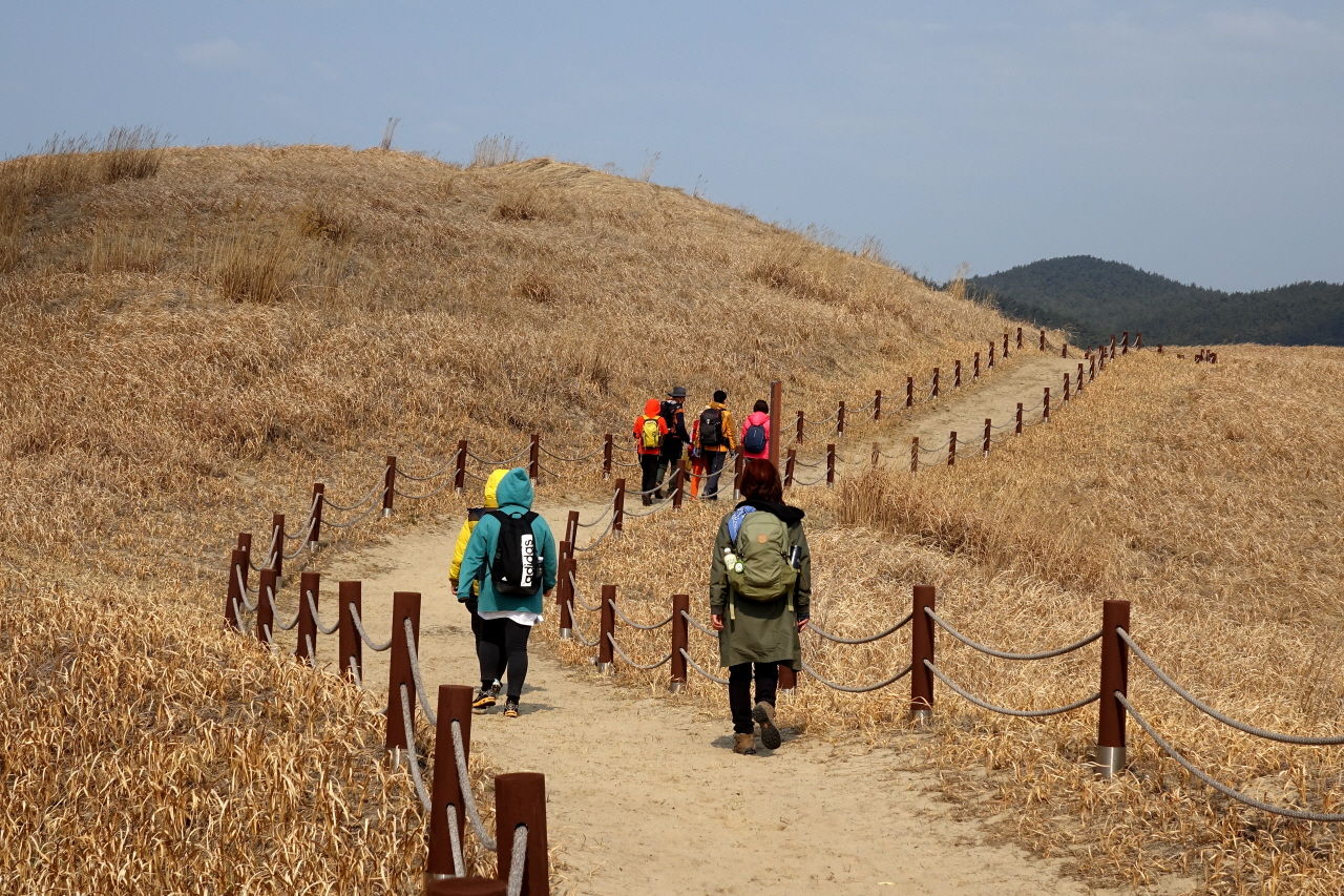 <바라길>은 '신두리 해안사구(薪斗里海岸砂丘)'에서 시작된다.